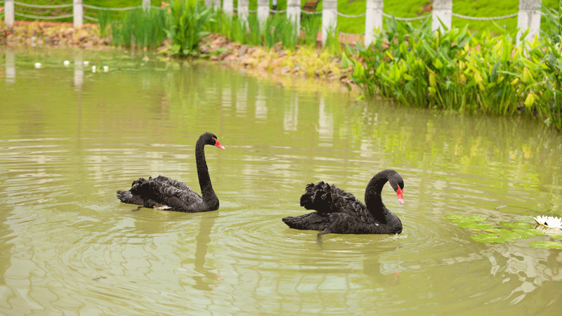 社区捐赠AG真人娱乐中学一对黑天鹅