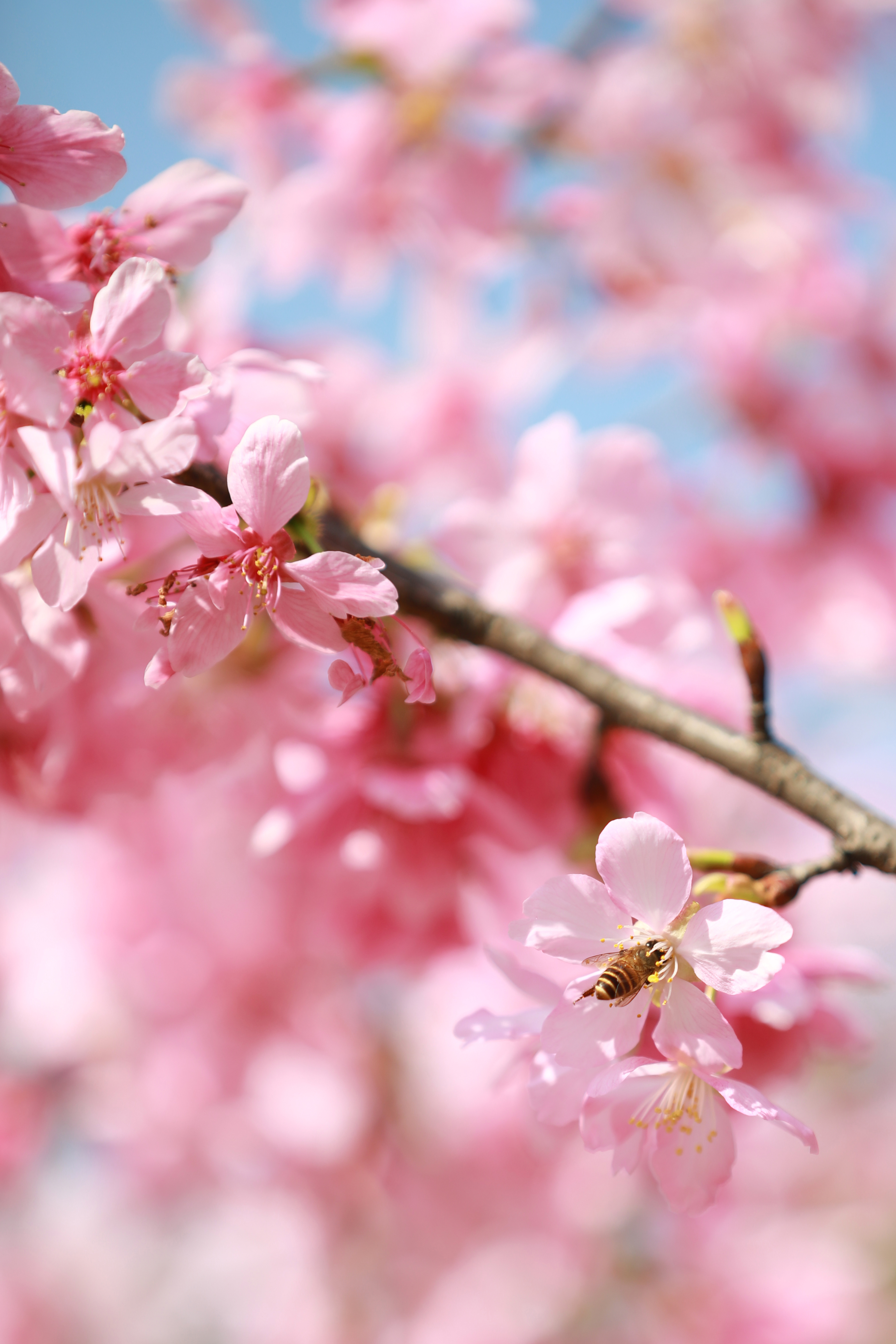 矿山春游记丨十里；；；； 不负青山