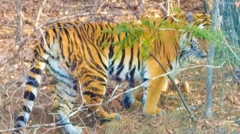 珲春AG真人娱乐：我在矿山 有虎相伴