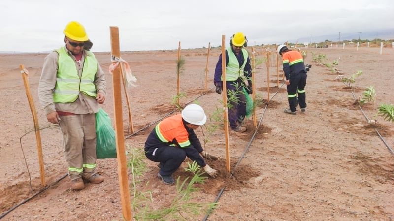 锂业科思：风沙“家乡”育绿洲